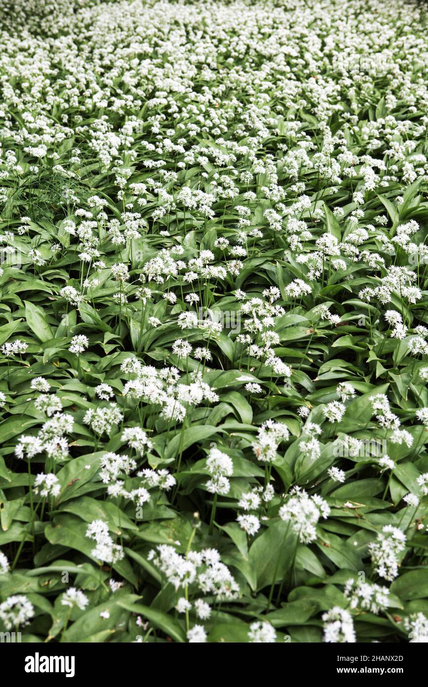 Allium ursinum o aglio selvatico copre il suolo forestale, Germania, Europa Foto Stock