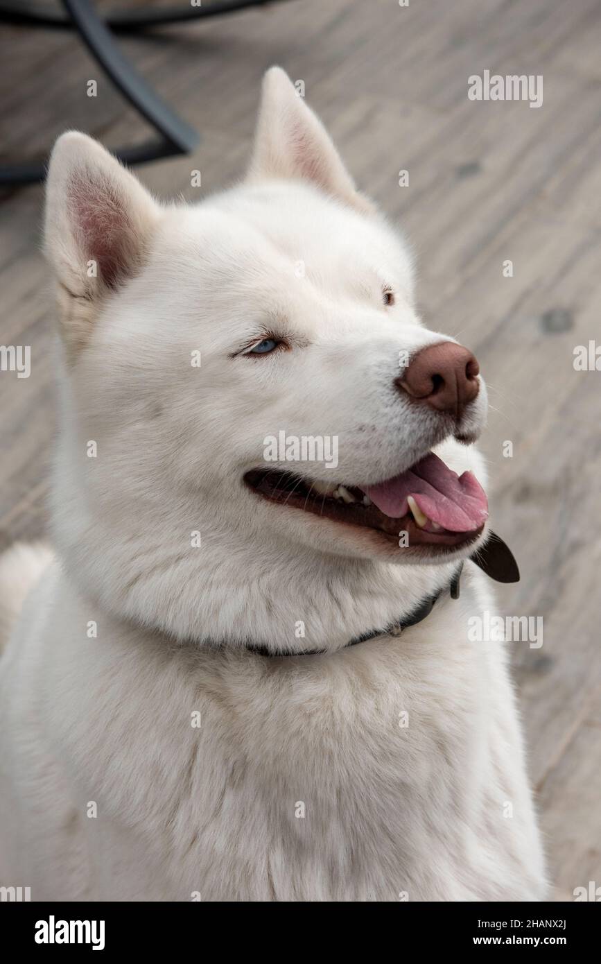 White Siberian Husky cane Foto Stock