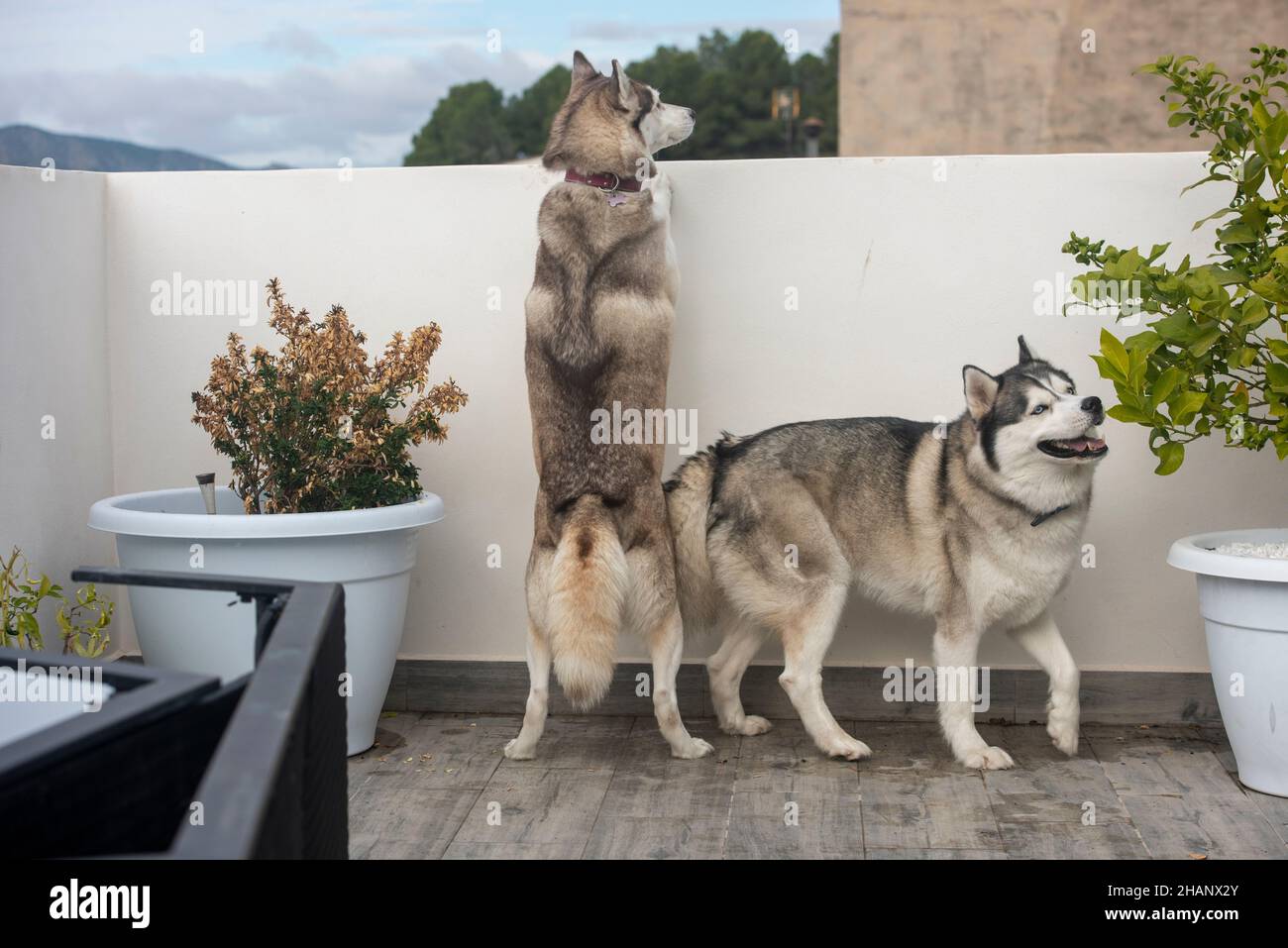Due cani Husky siberiani in un giardino murato Foto Stock
