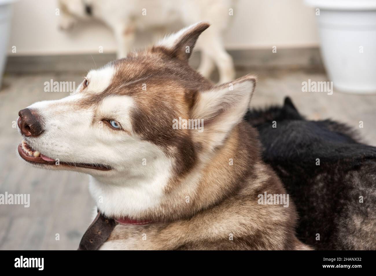 Siberian Husky cane Foto Stock