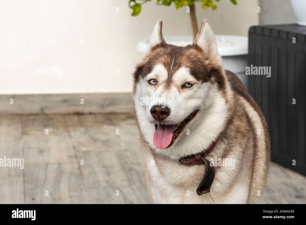 Siberian Husky cane Foto Stock