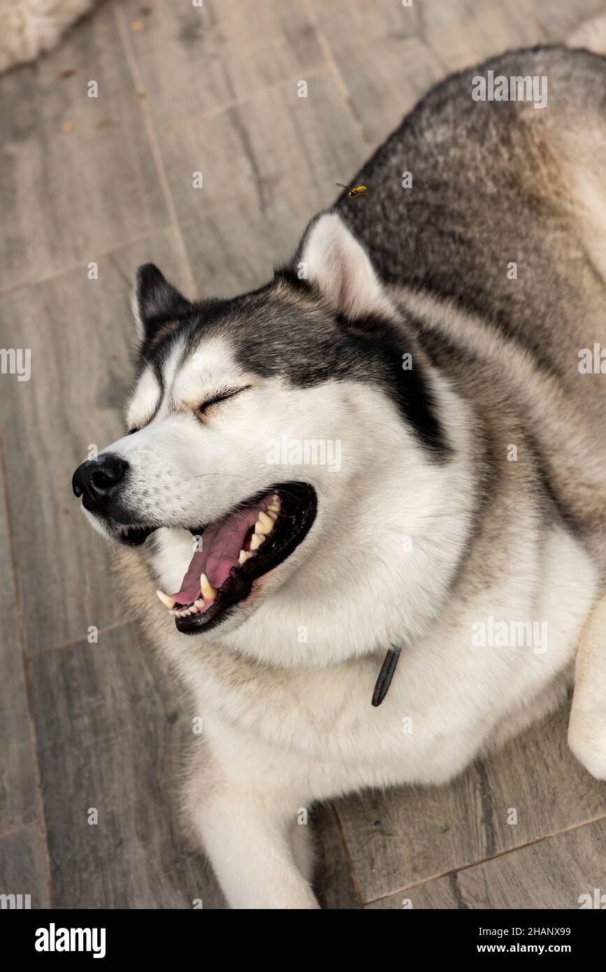 Cane Husky siberiano con un volto felice Foto Stock