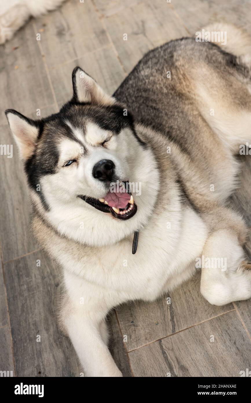 Cane Husky siberiano con un volto felice Foto Stock