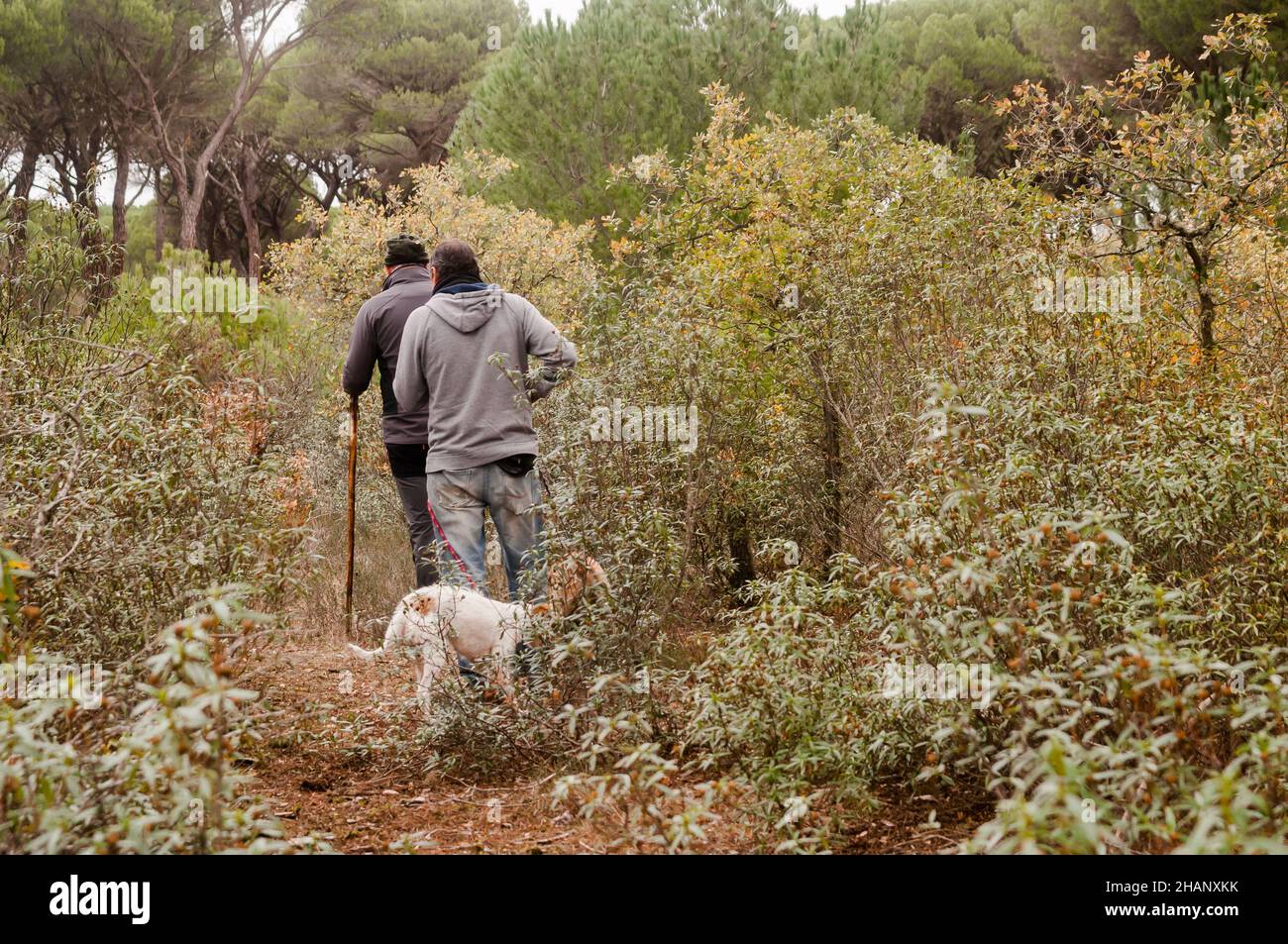 Vista posteriore di due amici con cani che prendono una passeggiata nel bush in un giorno d'autunno. Foto Stock