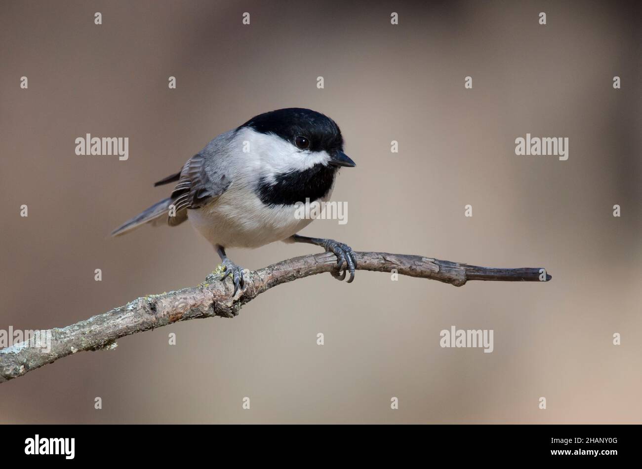 Carolina Luisa, Poecile carolinensis Foto Stock