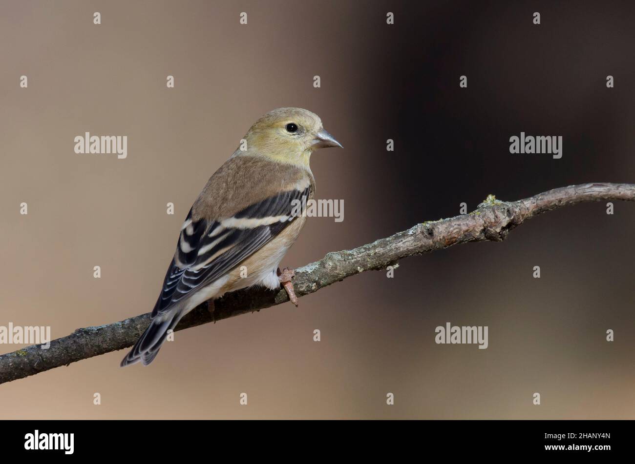 American Goldfinch, Spinus tristis, piumaggio invernale Foto Stock