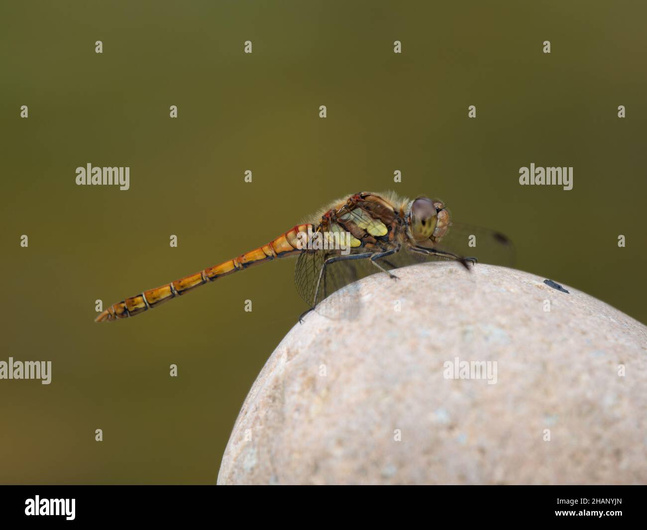 Darter Dragonfly comune femminile che riposa su una pietra Foto Stock