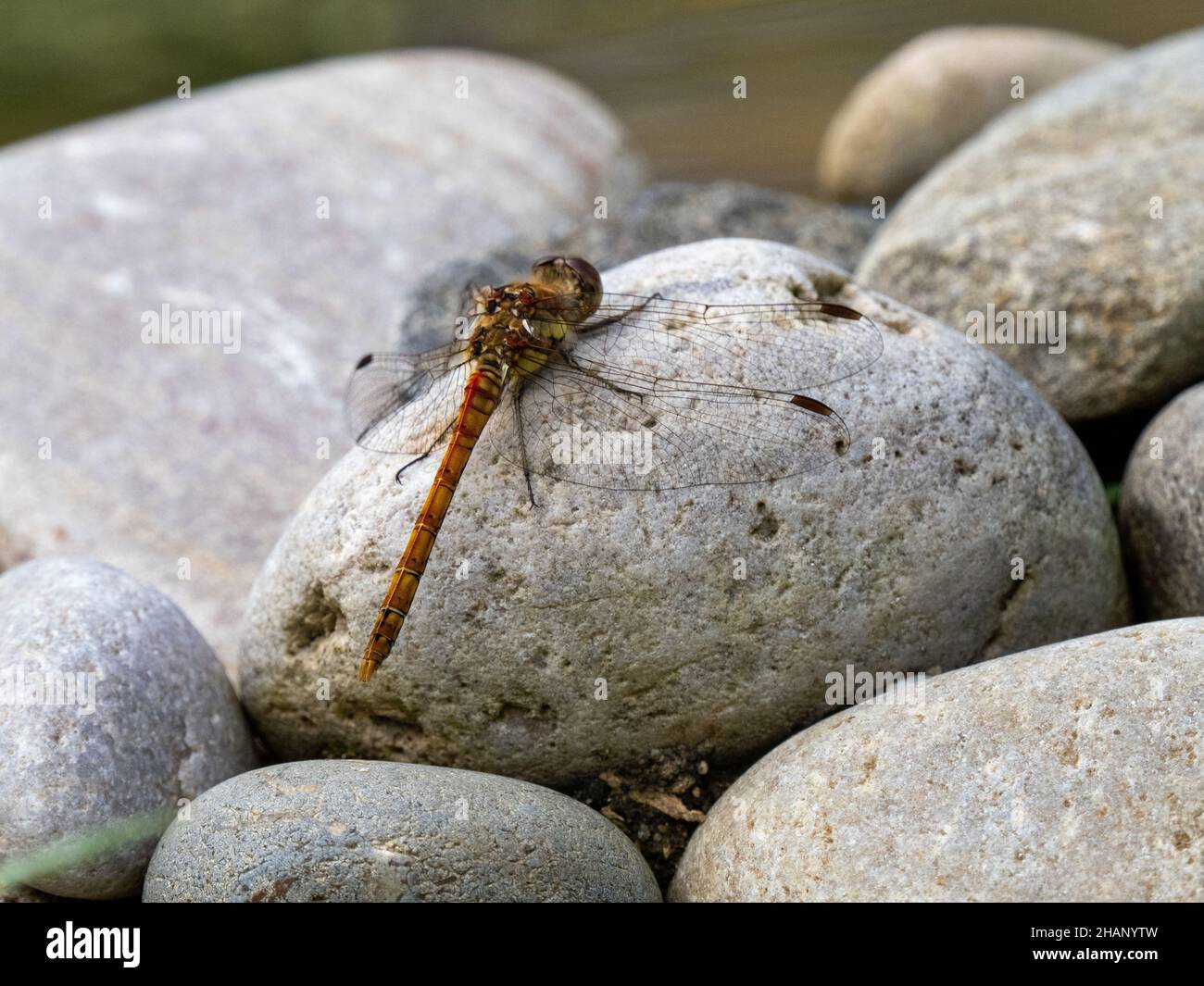 Darter Dragonfly comune femminile che riposa su una pietra Foto Stock