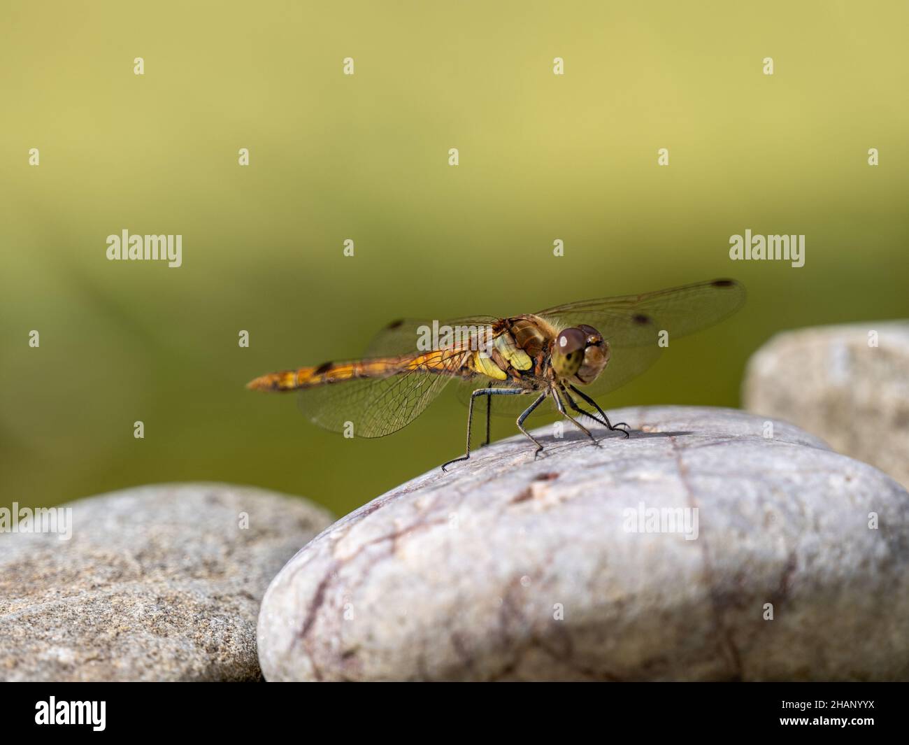 Darter Dragonfly comune femminile che riposa su una pietra Foto Stock