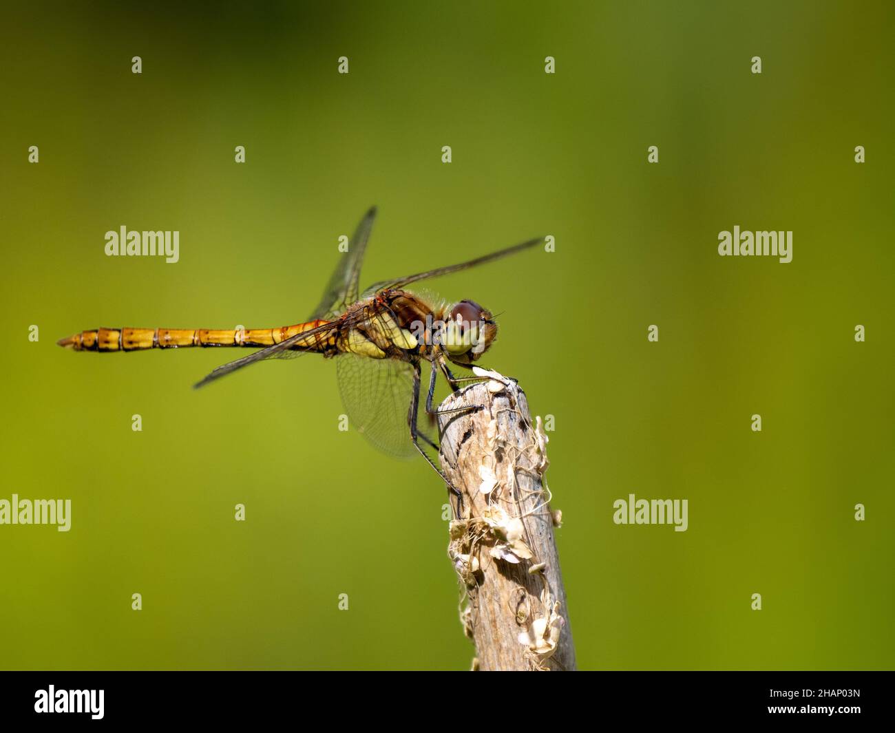 Femmina comune Darter Dragonfly poggiante su un bastone Foto Stock