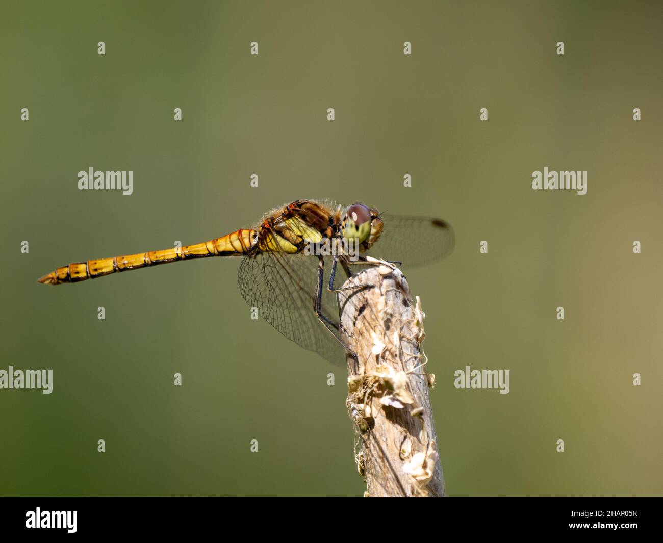 Femmina comune Darter Dragonfly riposo Foto Stock