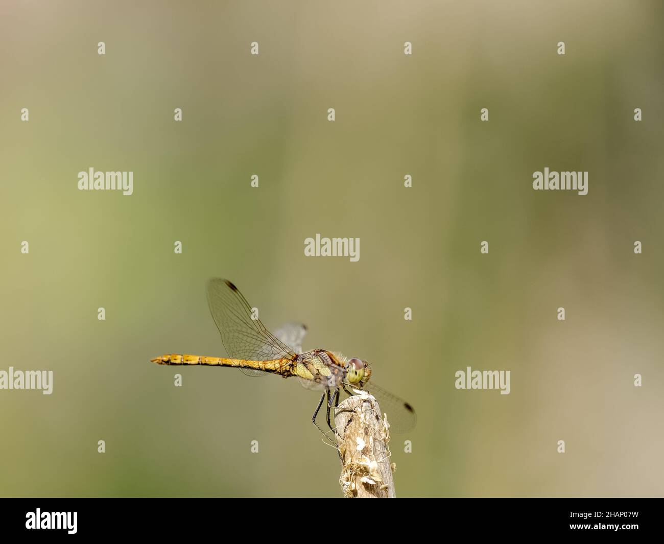 Femmina comune Darter Dragonfly riposo Foto Stock