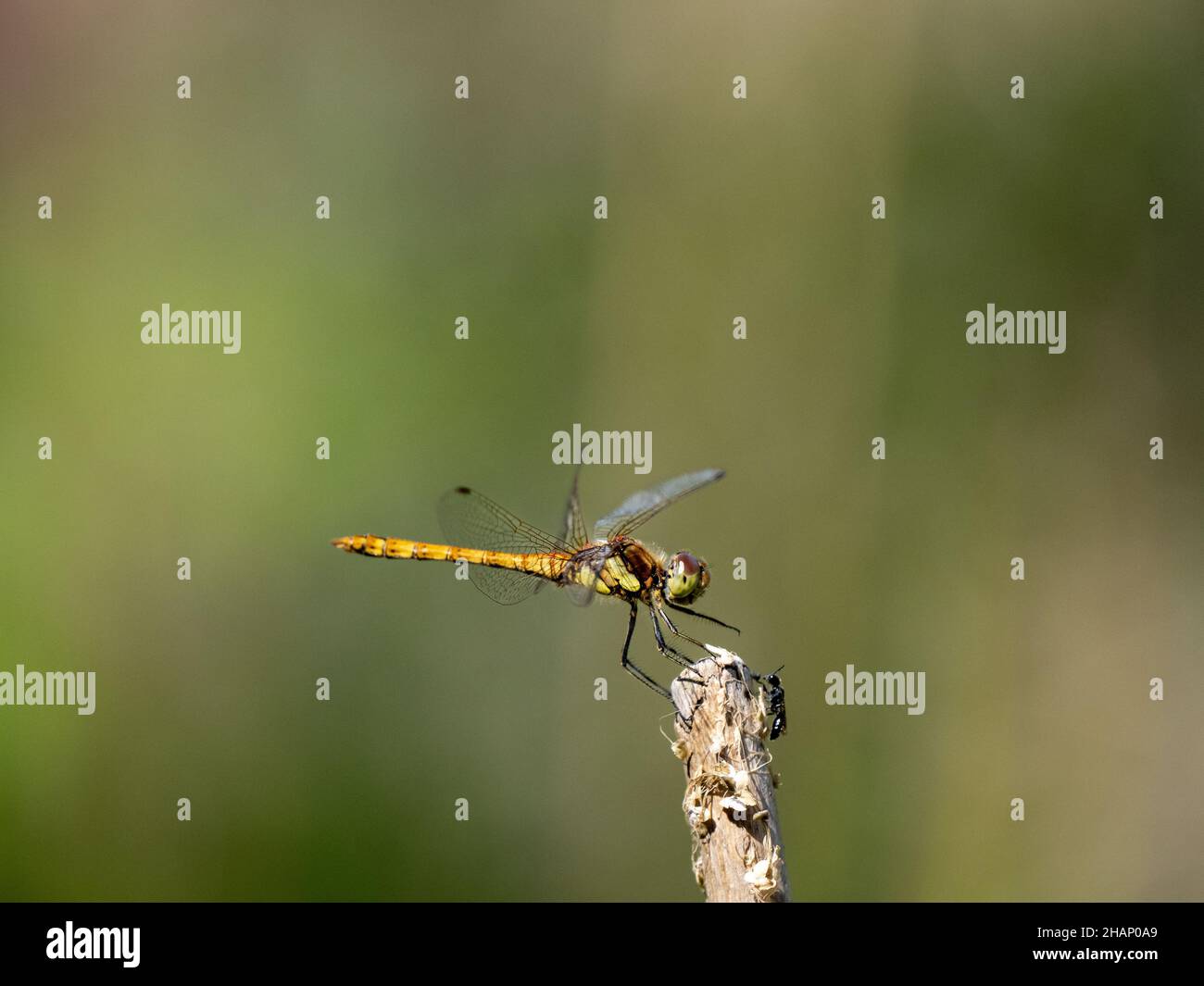Femmina comune Darter Dragonfly riposo Foto Stock