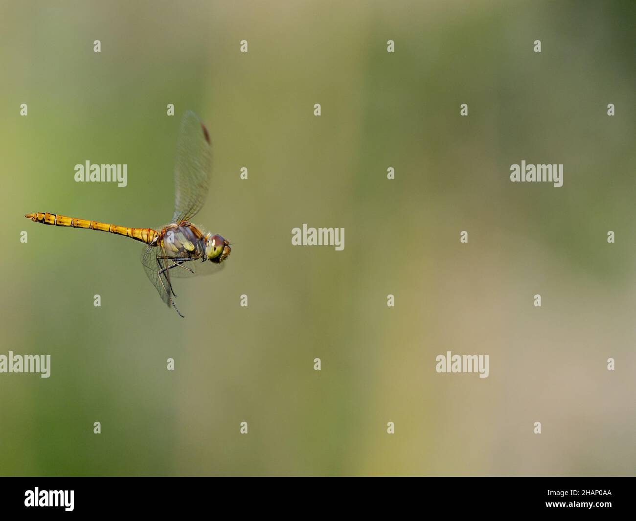 Femmina comune darter in volo Foto Stock