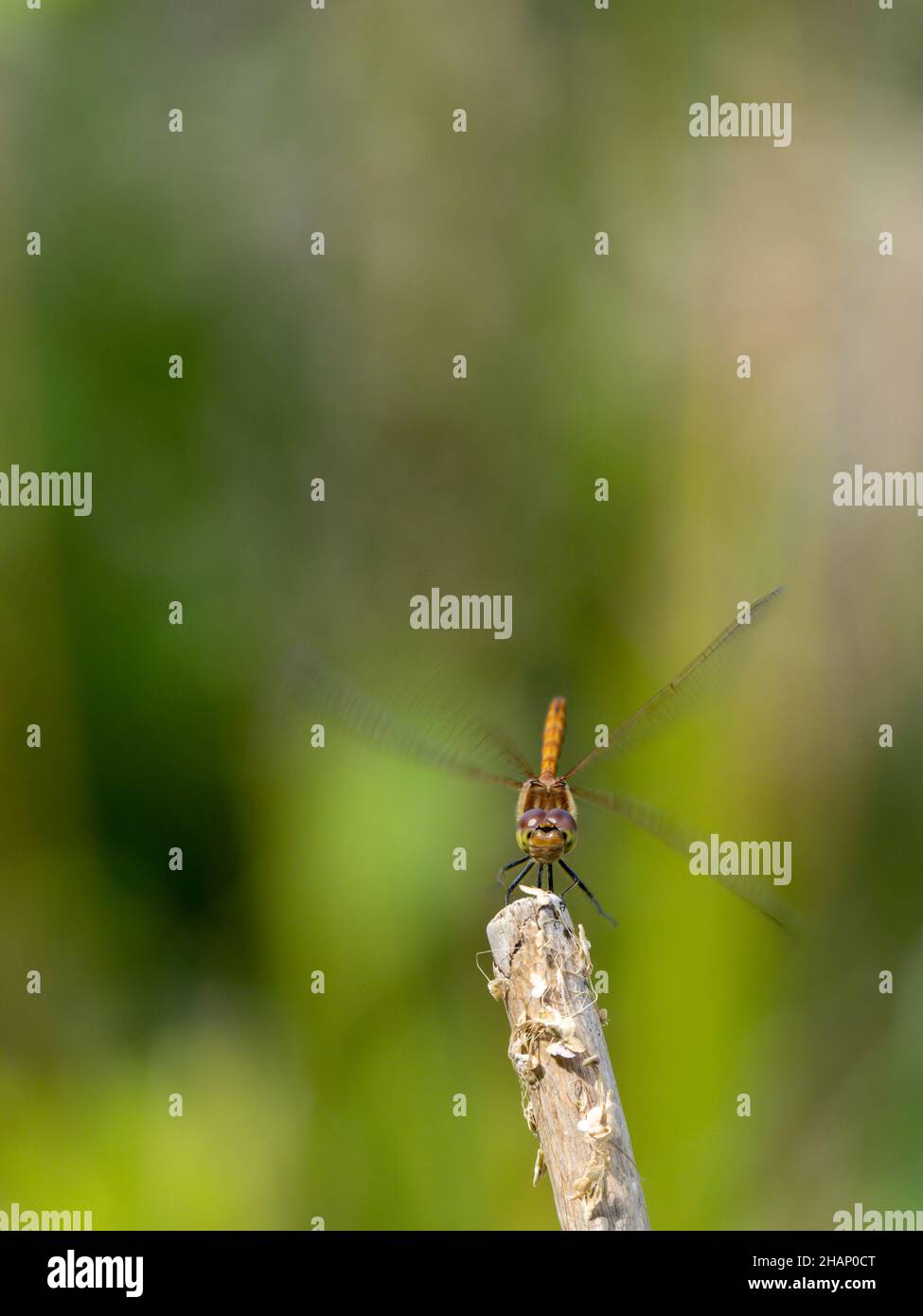Femmina comune Darter Dragonfly riposo Foto Stock
