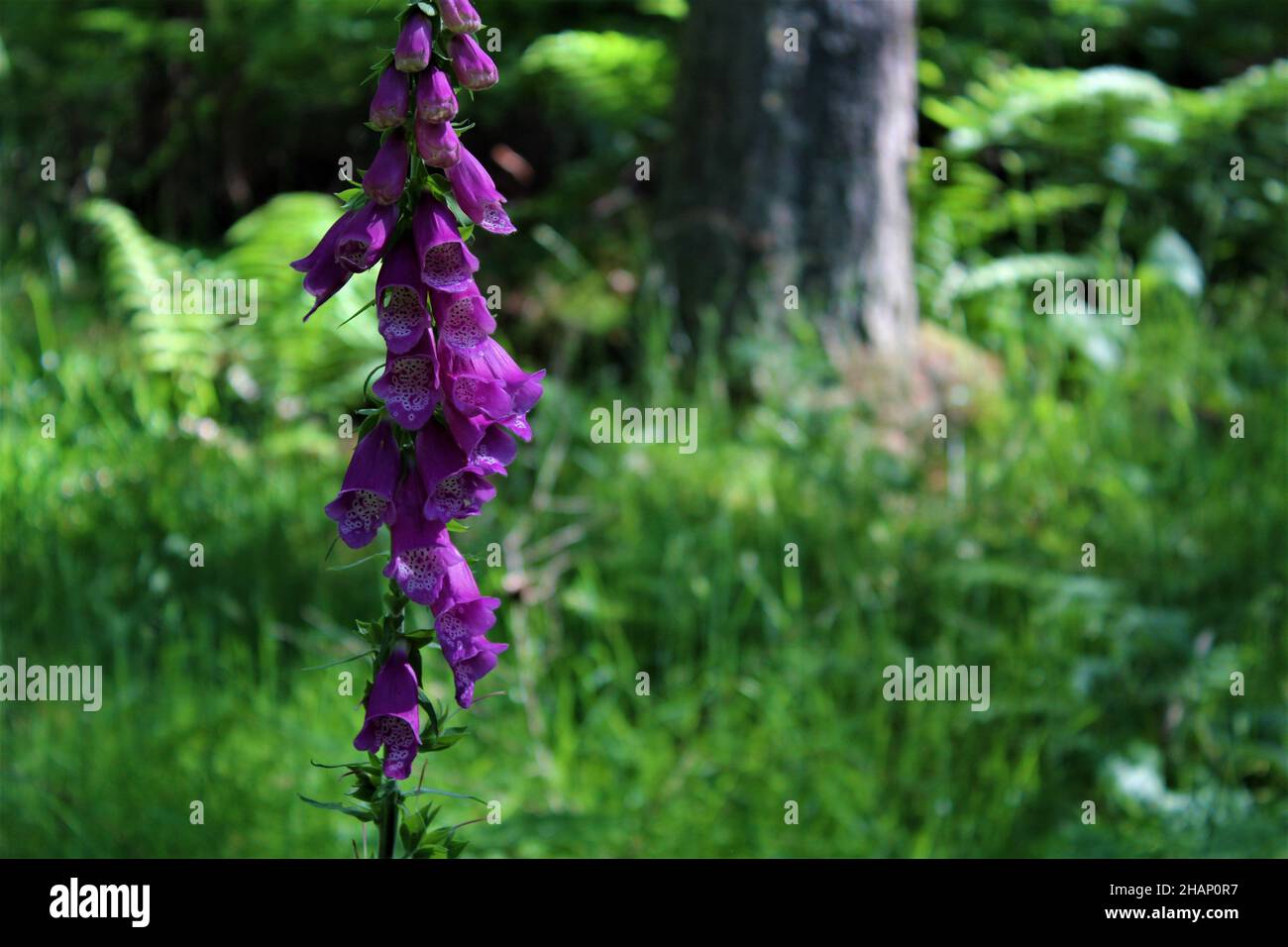 Una singola pianta rosa di foxglove evidenziata su uno sfondo naturale sfocato della foresta (Scozia) Foto Stock