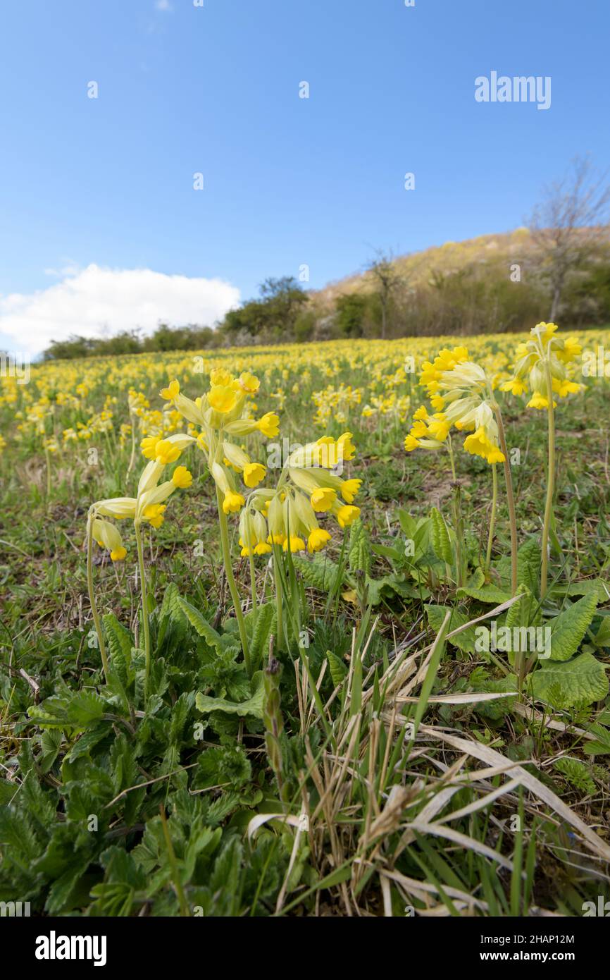 Echte Schluesselblume, Primula veris, Cowslip Foto Stock
