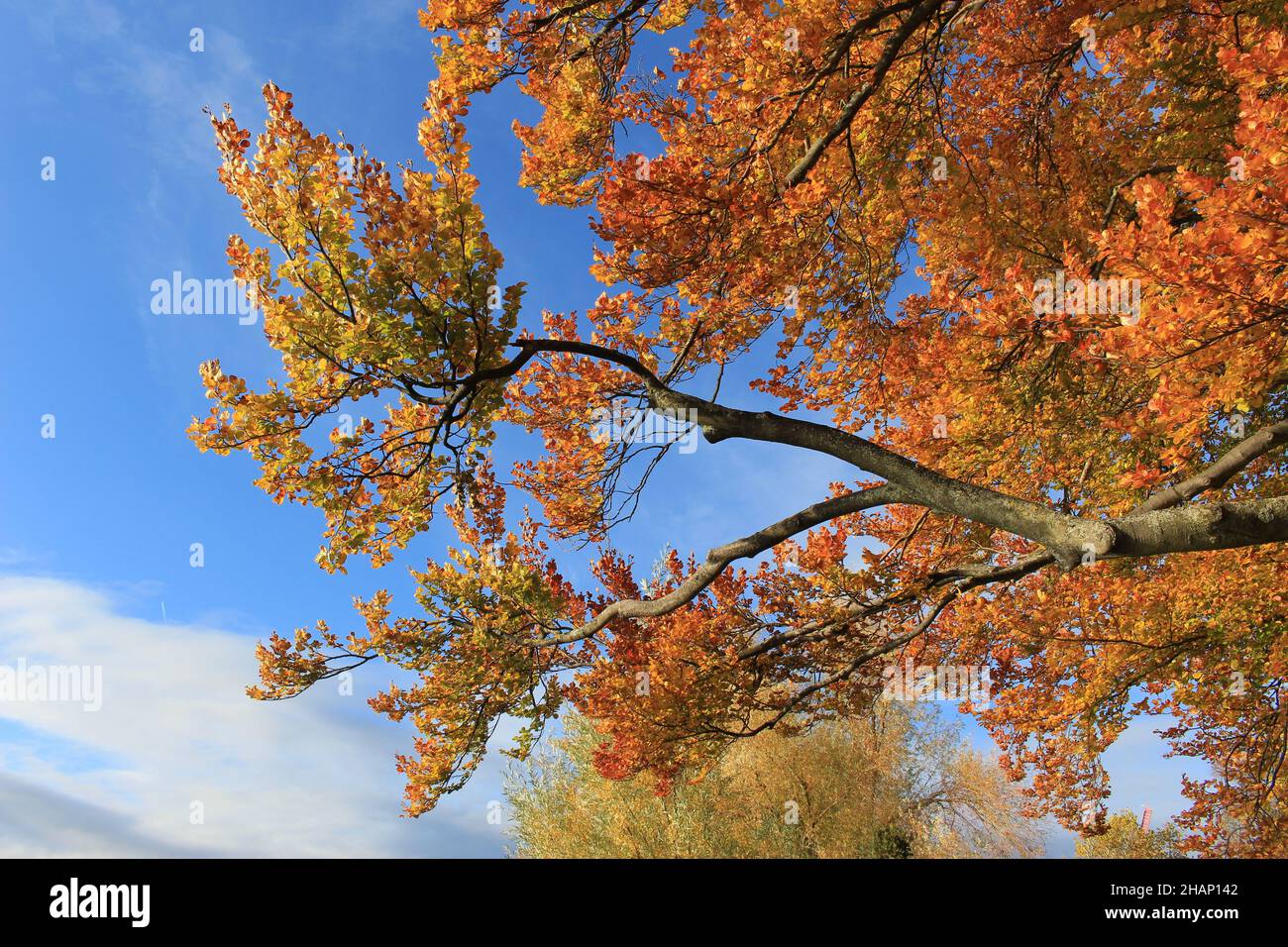 autunno albero con foglie colorate caduta contro un cielo blu brillante Foto Stock