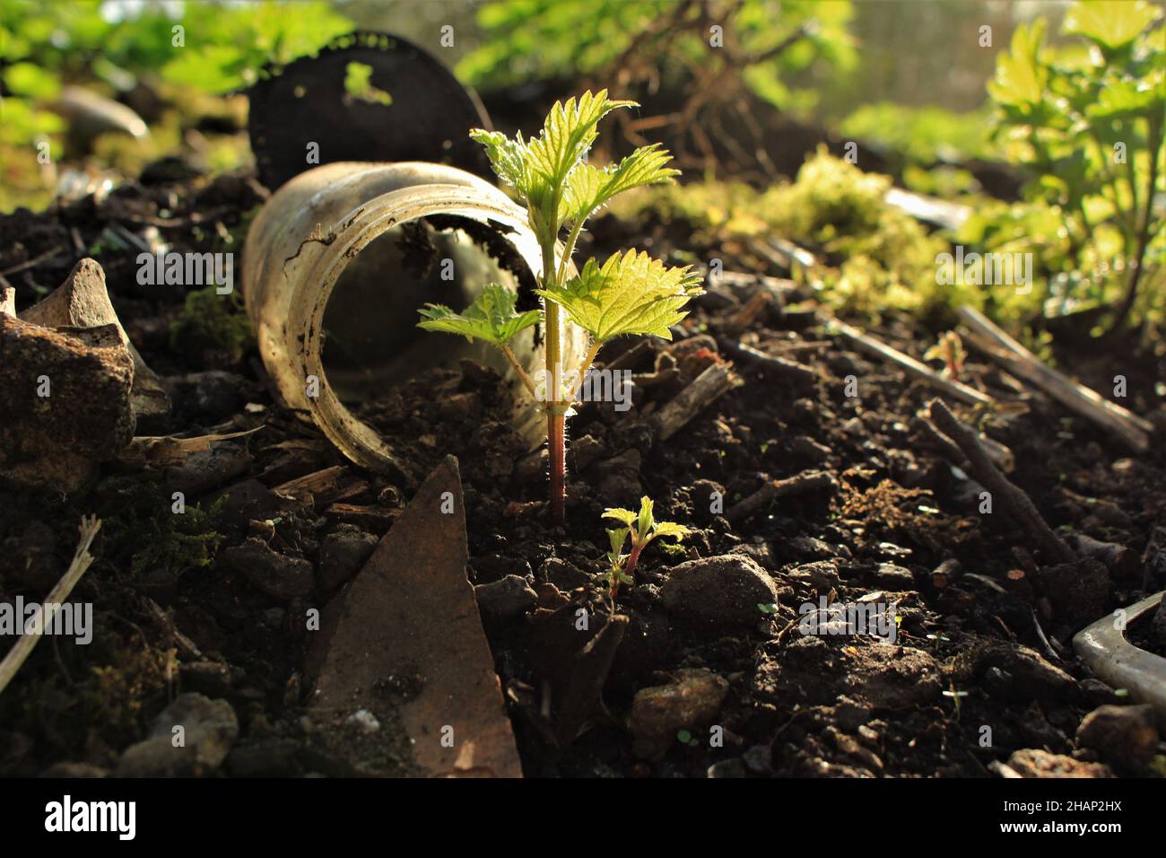 Nuovi germogli di piante che crescono tra i rifiuti di vecchi rifiuti catturati nel suolo in una discarica abbandonata (Aston's Eyot, Oxford, UK) Foto Stock