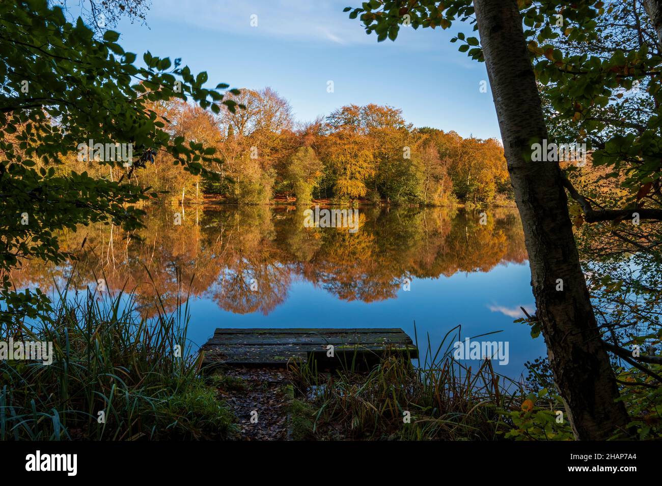 Slaugham Mill stagno durante l'autunno, Saugham, West Sussex, Inghilterra, Regno Unito. Foto Stock