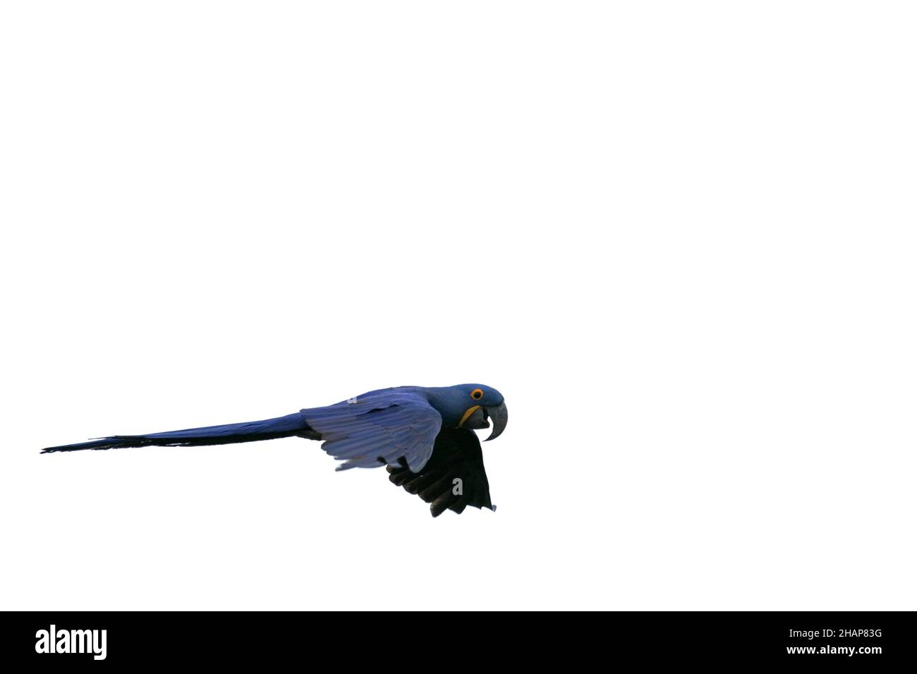 Macaw di giacinto volante Foto Stock
