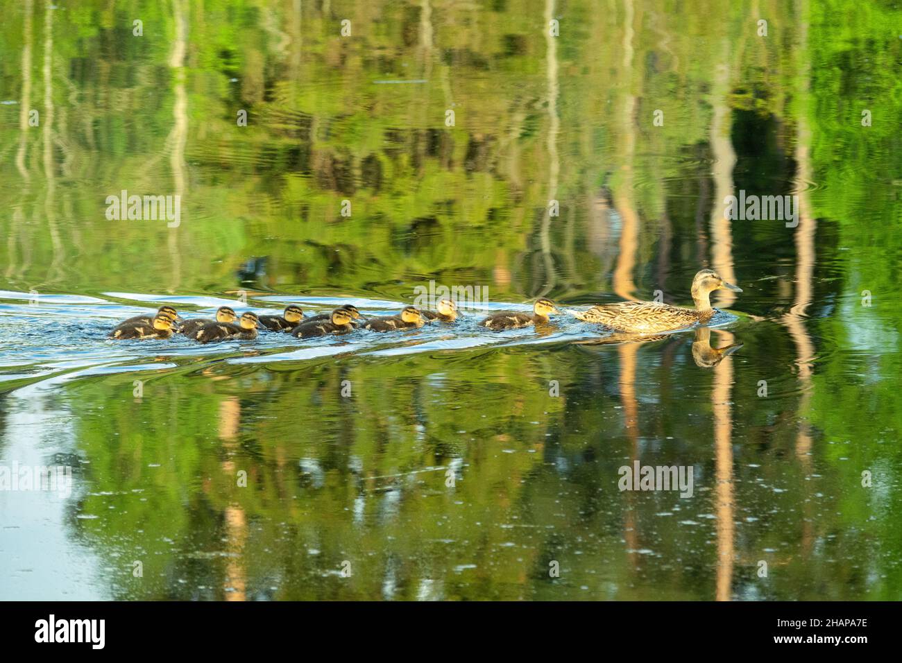 Una famiglia meravigliosa. Un'anatra selvatica (mallard) nuota sull'acqua e 10 anatroccoli sono allineati dopo di essa Foto Stock