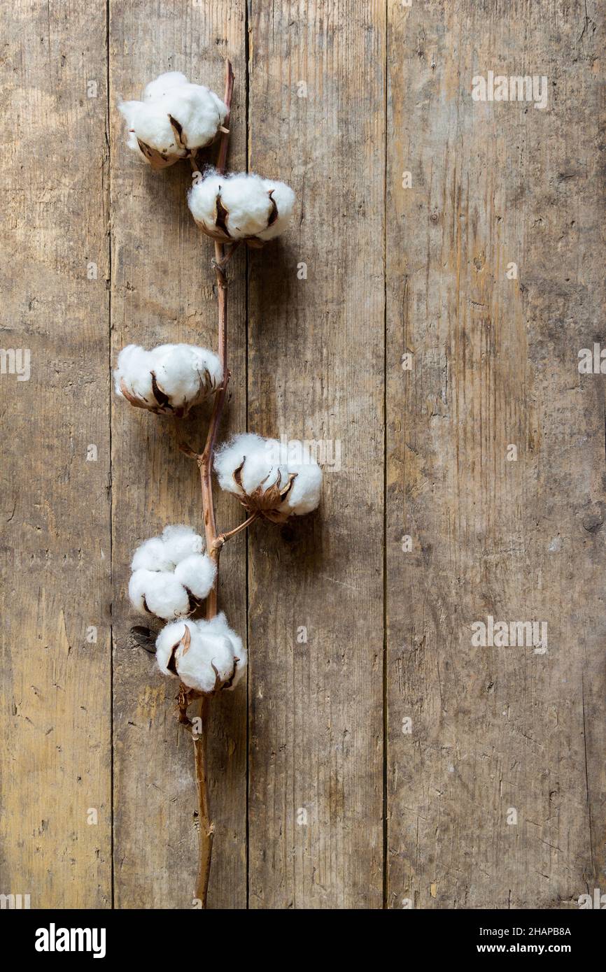 Ramo di pianta di cotone su sfondo di legno Foto Stock