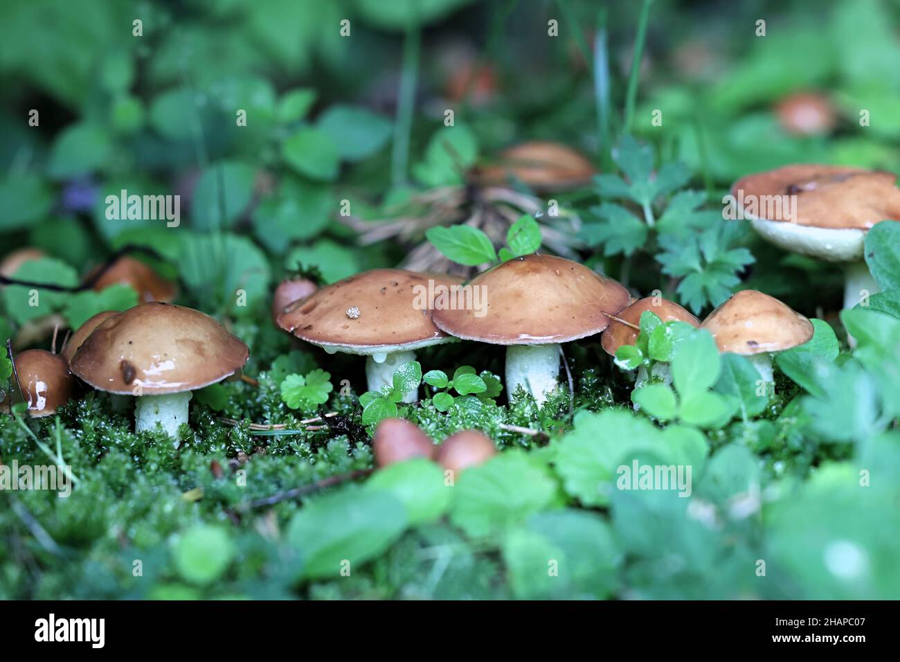 Suillus granulatus, noto come il pianto bolete o il granulato bolete, selvatici funghi commestibili dalla Finlandia Foto Stock