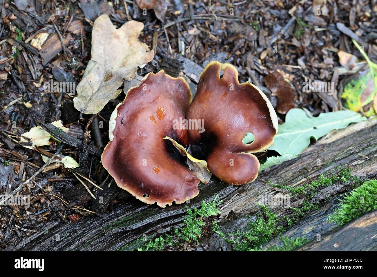 Royoporus badius, chiamato anche Polyporus badius, comunemente noto come poliporo a zampa nera o gamba nera, fungo selvatico dalla Finlandia Foto Stock