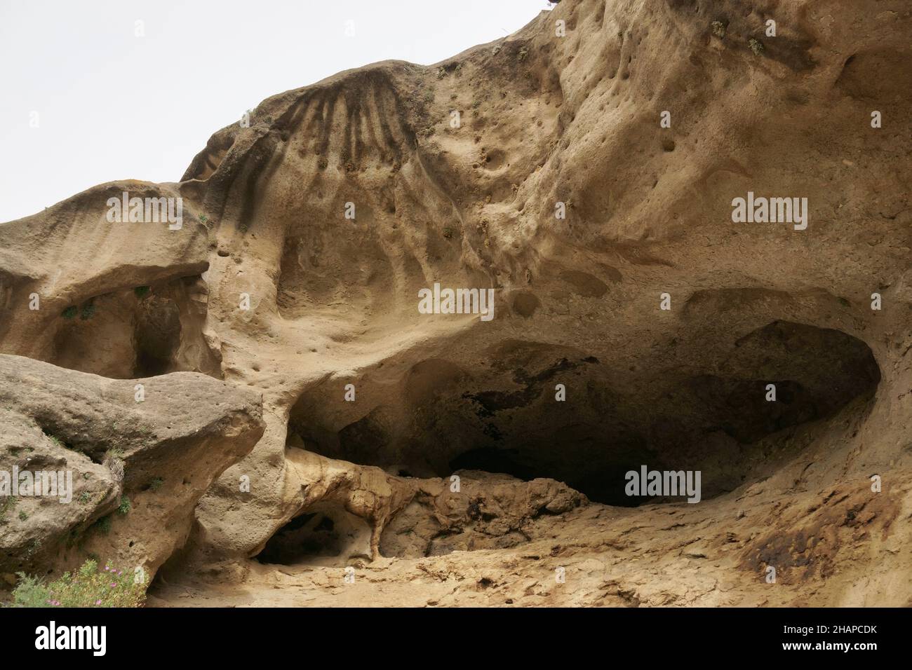 Formazioni geologiche di Tafoni (Taffoni) nella roccia arenaria di El Chorro, Ardales. Andalusia, Spagna Foto Stock