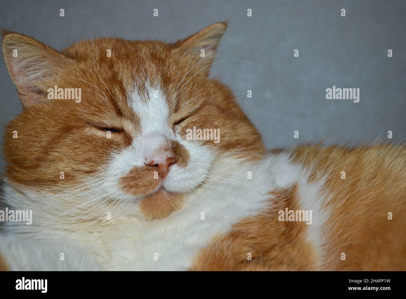 Gatto rosso con macchie bianche sonnolenti. La vista ravvicinata del gatto  rosso relax Foto stock - Alamy
