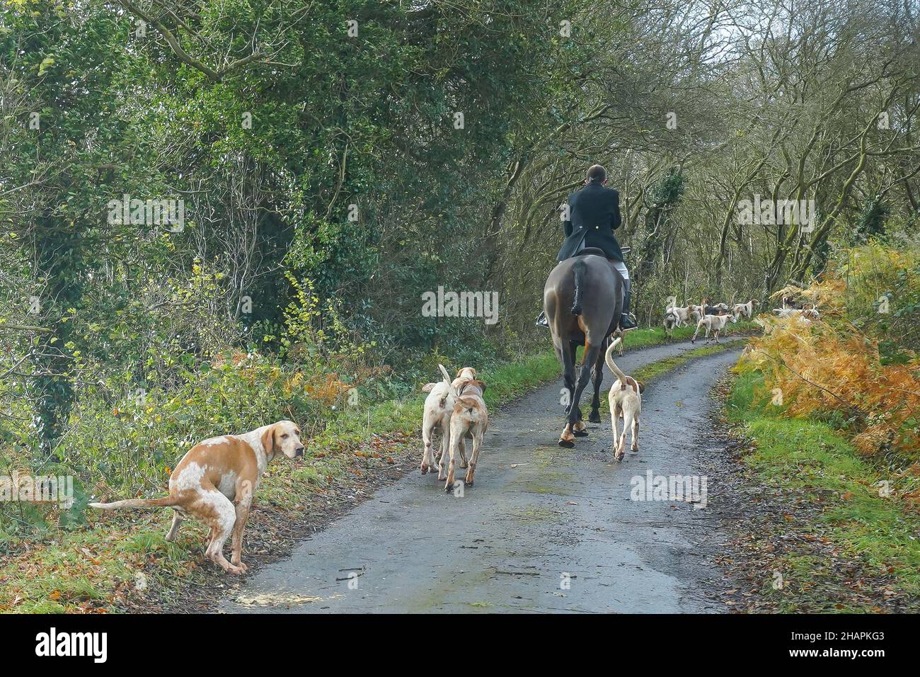 Regno Unito caccia alla volpe con cavalli e hounds in corsia di campagna. Fastidio di foxhounds lasciando il cane disordine nella strada pubblica e causando l'ostruzione al traffico. Foto Stock
