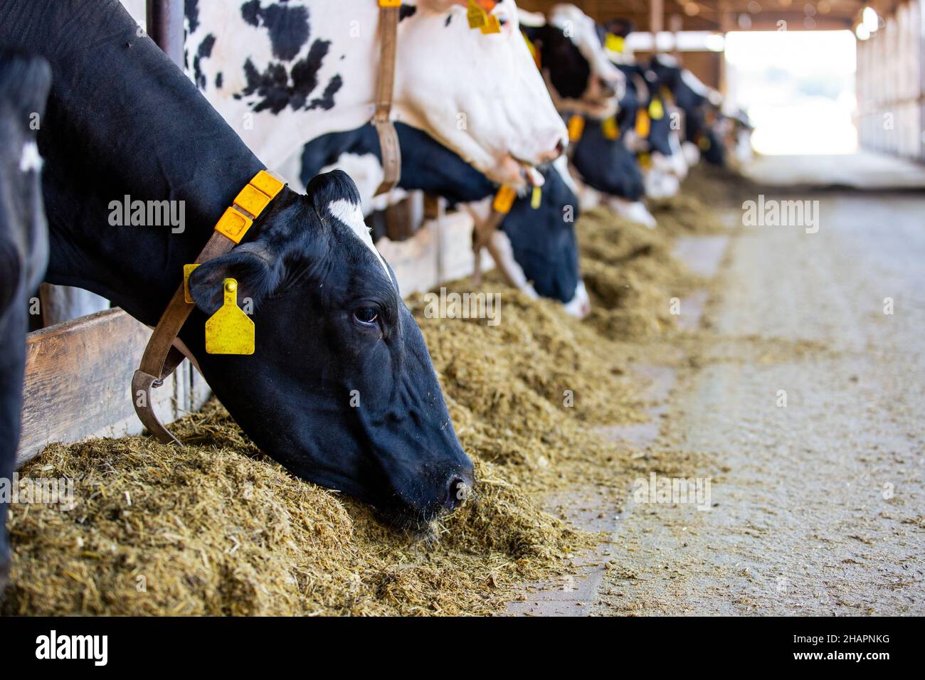 Allevamento di mucche di grandi dimensioni, mucche che che mangiano fieno nella cappottatura, animale e concetto di cibo Foto Stock