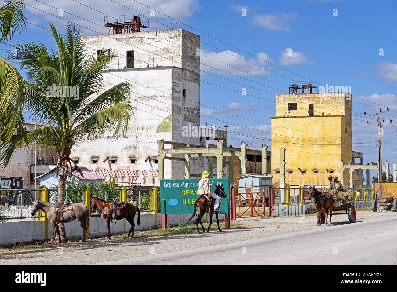 Mules di fronte alla pianta agricola lungo la Carretera Central / CC / Central Road, autostrada ovest-est che copre la lunghezza dell'isola di Cuba Foto Stock