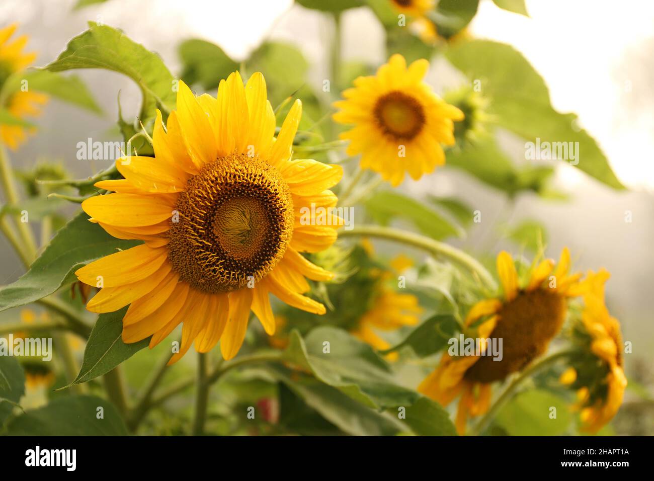 Primo piano su un grande fiore giallo girasole comune, Helianthus annuus, in giardino in una mattina nebbia. Foto Stock