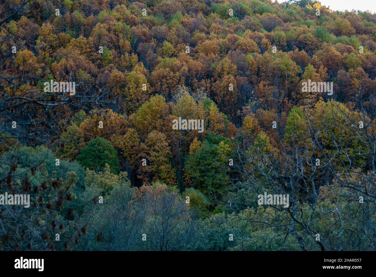 Paesaggio autunnale con sfumature di verde, giallo, rosso, ocra, marrone caduta colori in Valle del Ambroz orizzontalmente Foto Stock