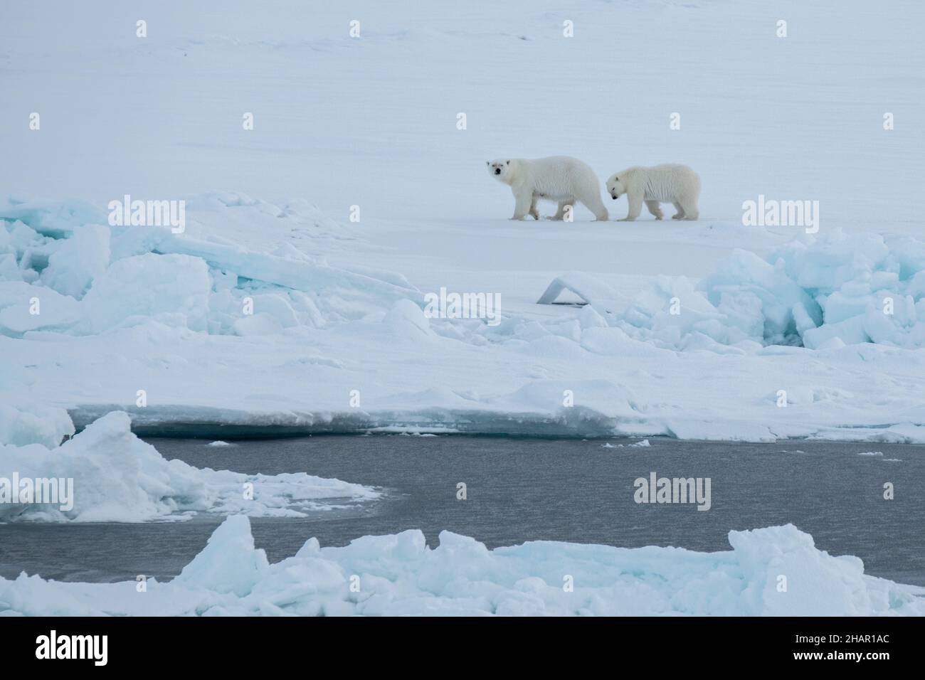 Norvegia, alta Artica. Orso polare madre e cucciolo (SELVATICO: Ursus maritimus) su ghiaccio marino. Foto Stock