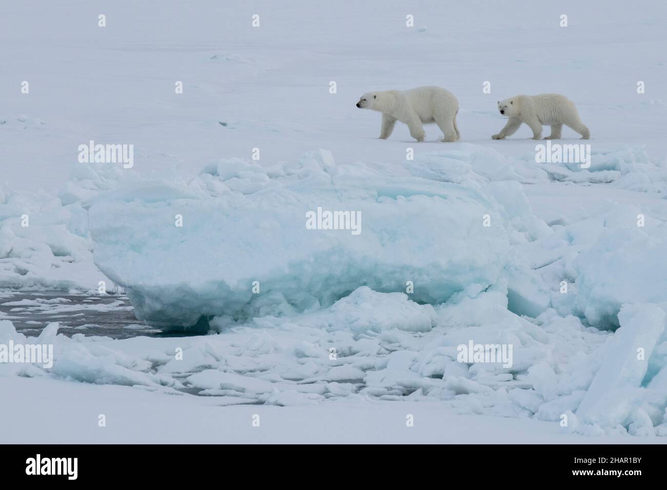 Norvegia, alta Artica. Orso polare madre e cucciolo (SELVATICO: Ursus maritimus) su ghiaccio marino. Foto Stock