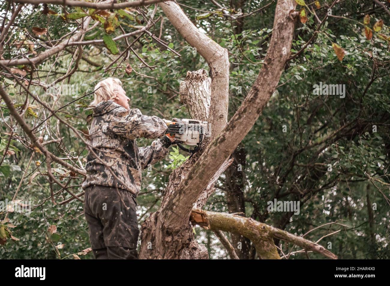 Un uomo sta segando un albero con una motosega. Taglio di rami secchi, potatura alberi. Foto Stock