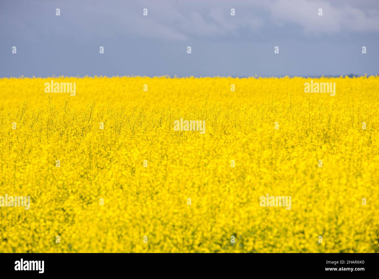 Campo di ravizzone da fiore (Brassica napus subsp. Napus), noto anche come ravizzone, o ravizzone da fiore giallo Foto Stock