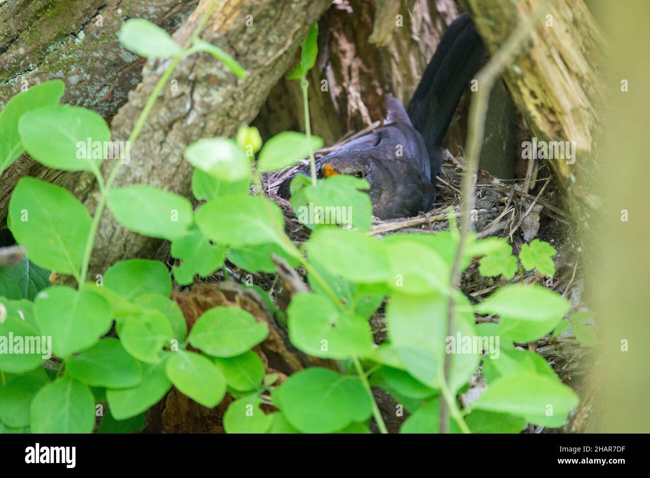 Comune uccello nero (Turdus merula) che si accoviglia sul suo nido sull'isola di Ven in Svezia Foto Stock