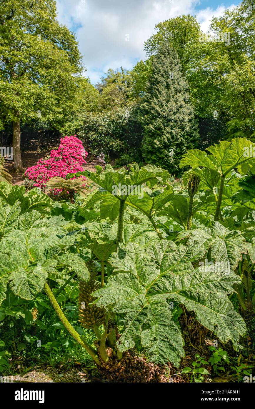Passaggio Gunnera giardino al centro del giardino Trebah, Cornwall, Regno Unito Foto Stock