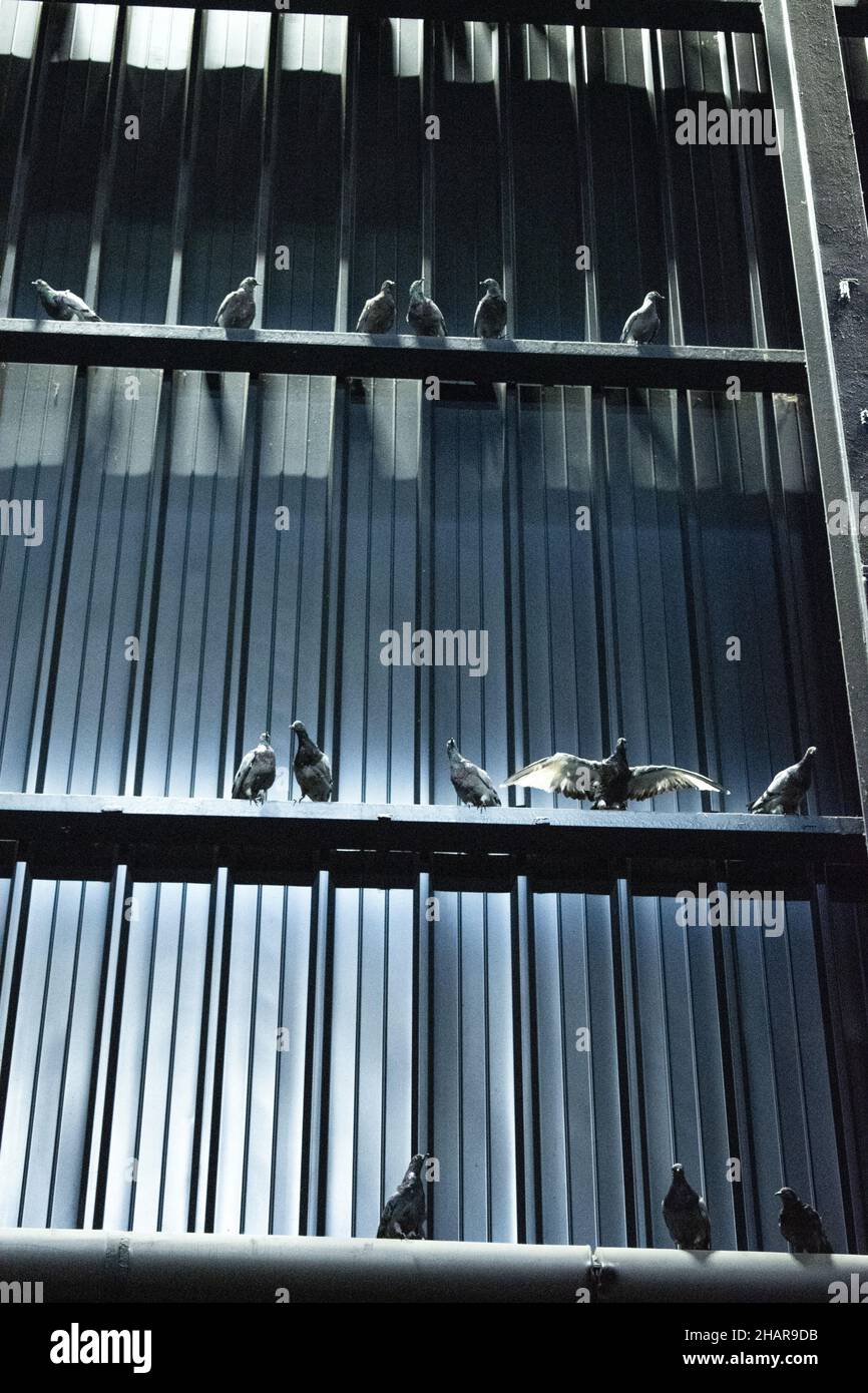 Hangar Bicocca, Milano:Breath fantasmi ciechi di Maurizio Cattelan, migliaia di piccioni taxidermy sparsi attraverso le travi che sostengono il tetto Foto Stock