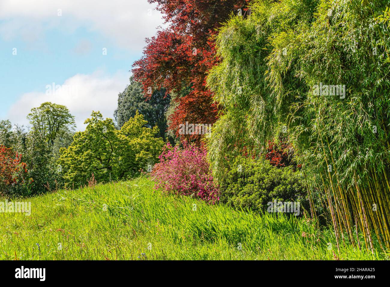 Bambù subtropicale giardino al centro del giardino Trebah, Cornwall, Regno Unito Foto Stock