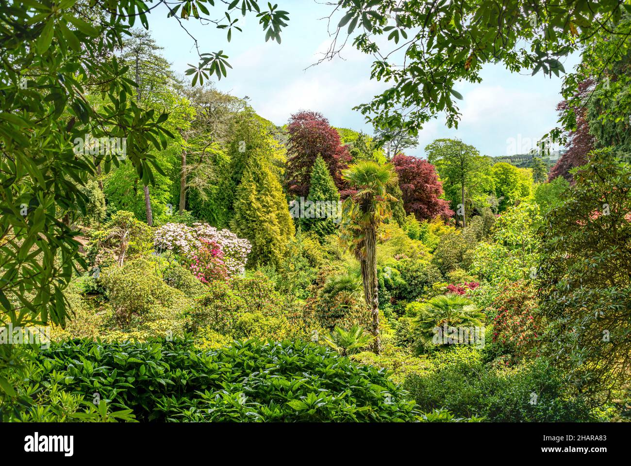 Valle di rododendro al centro del giardino Trebah, Cornwall, Regno Unito Foto Stock