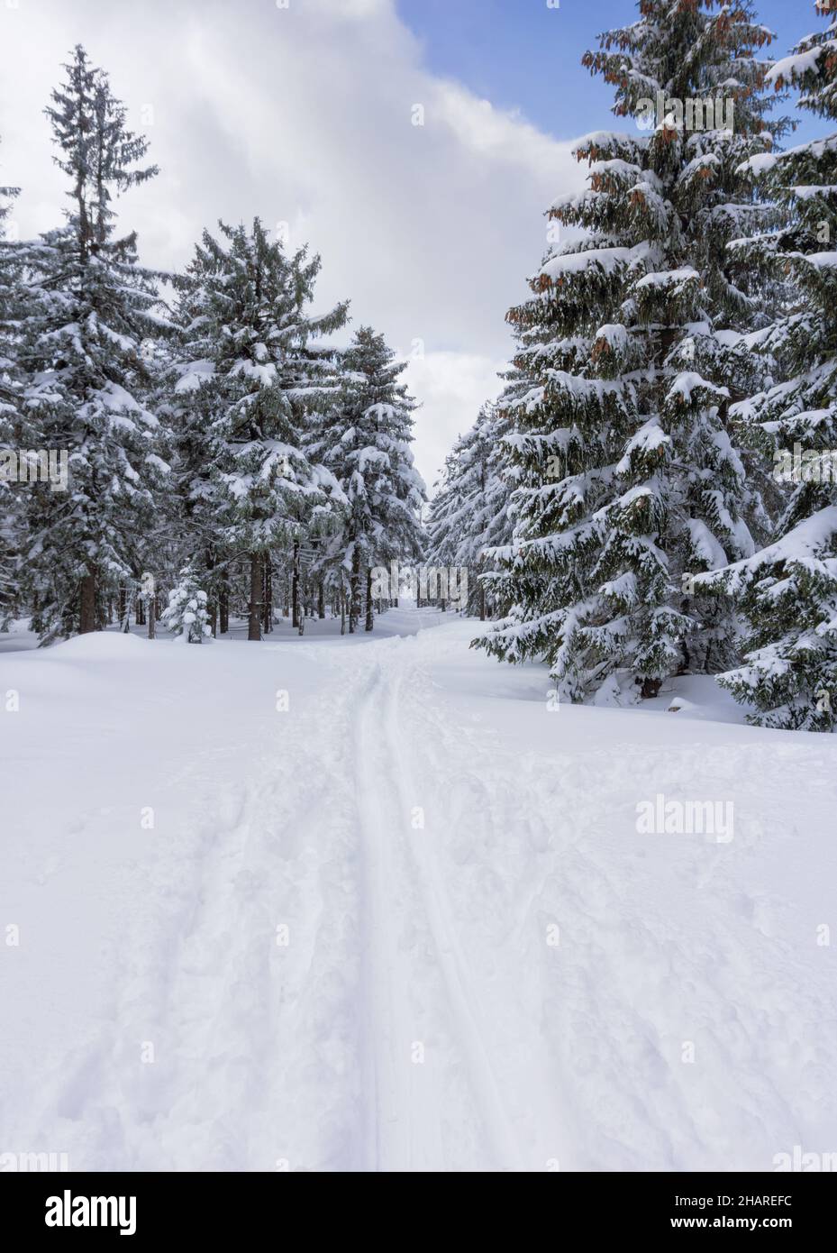 Paesaggio invernale di montagna. Alberi in foresta coperta di hoarfrost e neve. Monti Jizera, Jakuszyce, Polonia, Europa. Foto Stock