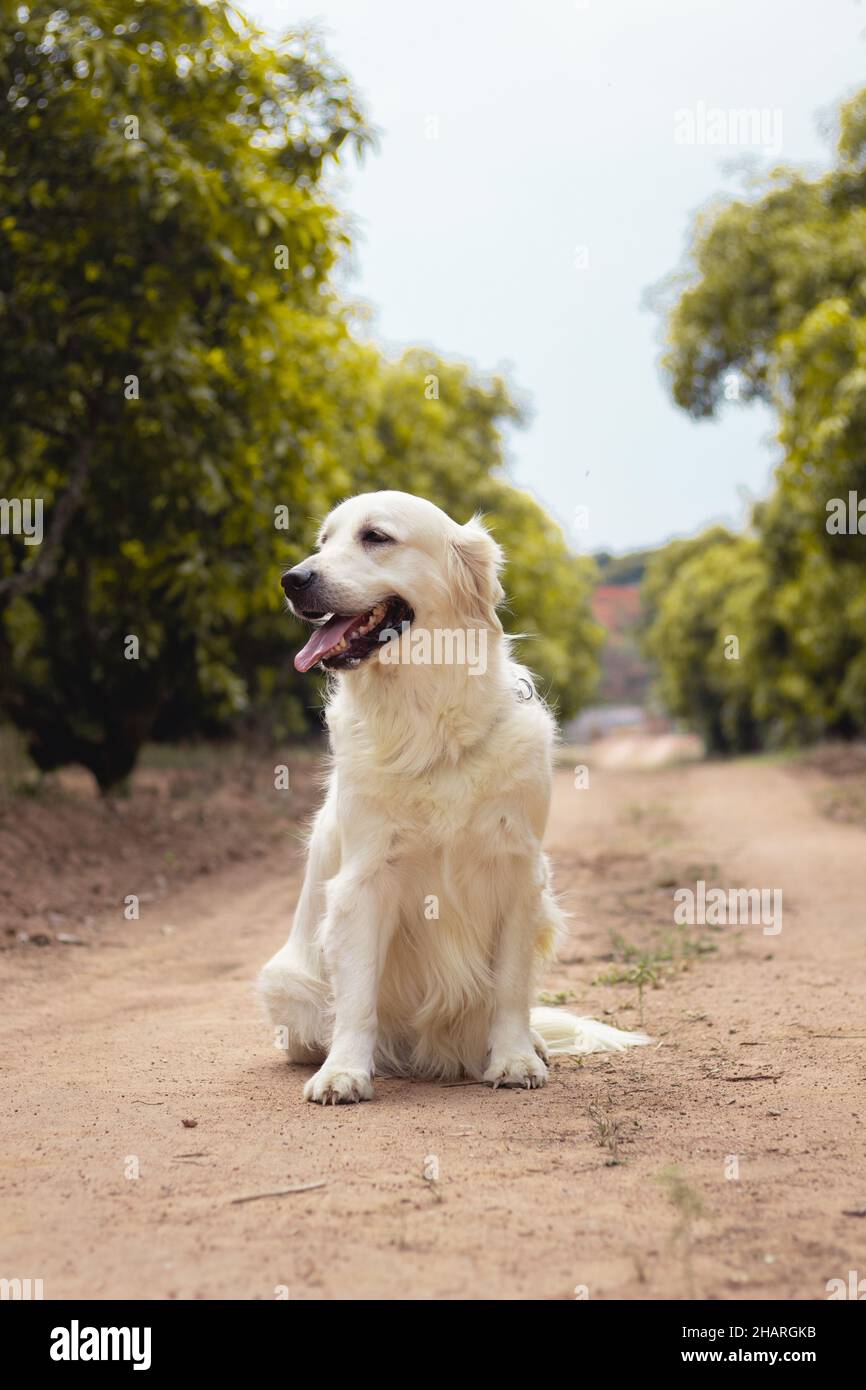 Colpo verticale di un Golden Retriever in piedi sulla strada con la lingua fuori Foto Stock