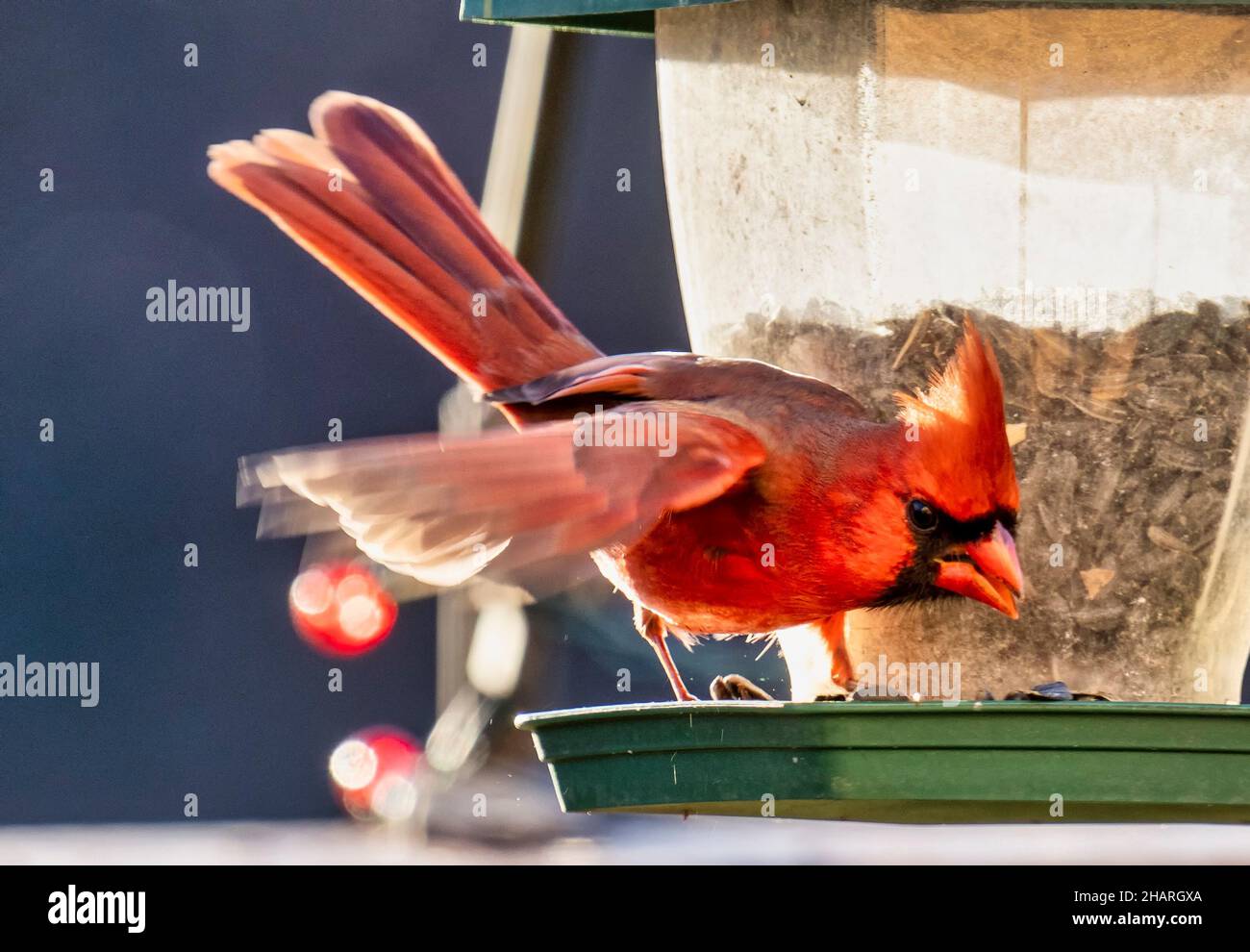 Cardinale settentrionale e Sparrow sull'alimentatore di uccelli Foto Stock