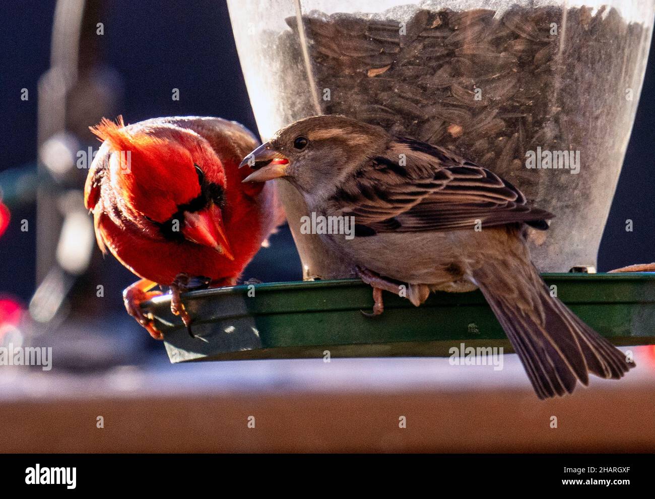 Cardinale settentrionale e Sparrow sull'alimentatore di uccelli Foto Stock