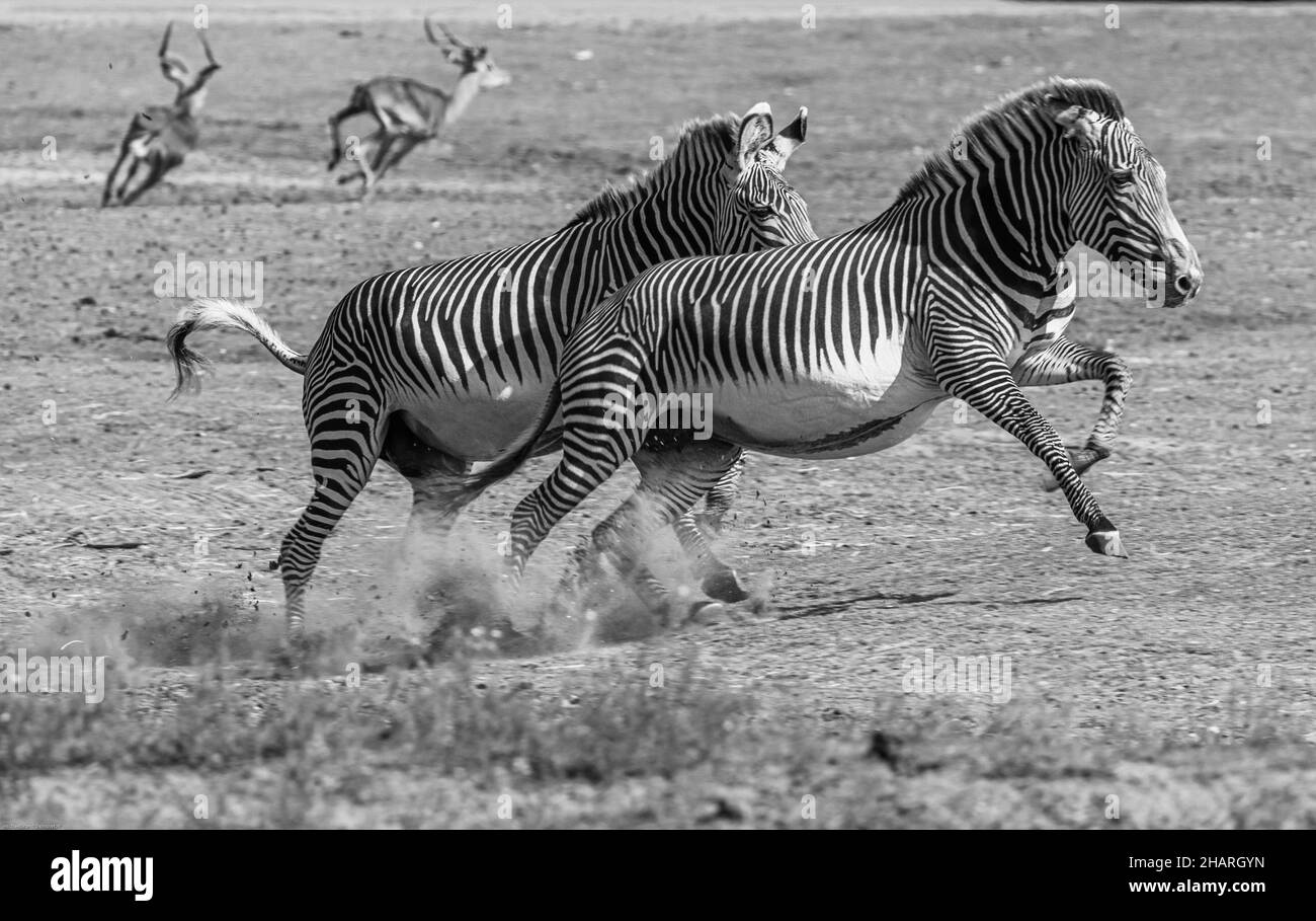 Immagine in scala di grigi di Zebre in esecuzione sul campo Foto Stock